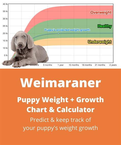 weimaraner dog weight.